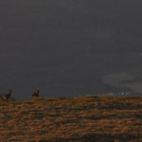 Tre hjort som ble overrasket at noen var på fjellet så sent.